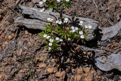 Stylidium rhynchocarpum