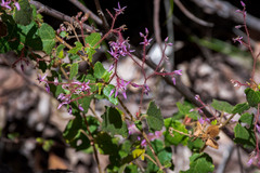 Lasiopetalum floribundum