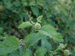 Varronia bullata