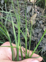 Carex cherokeensis