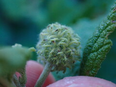 Varronia bullata