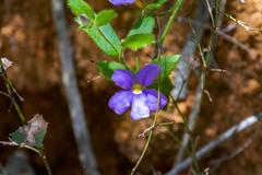 Scaevola calliptera