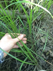 Carex cherokeensis