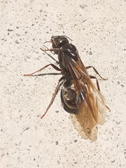 Iridomyrmex
