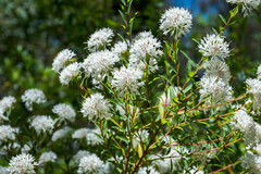 Pimelea sylvestris