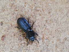 Passalus