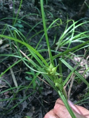 Carex louisianica