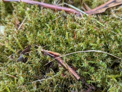 Rhytidiadelphus squarrosus