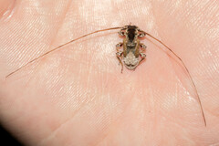 Pseudaethomerus lacordairei