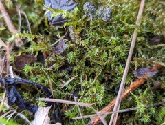 Rhytidiadelphus squarrosus