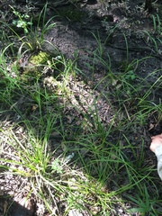Carex louisianica