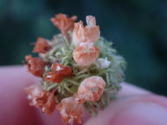 Varronia bullata
