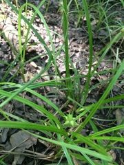 Carex louisianica