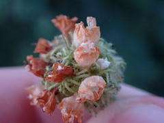 Varronia bullata