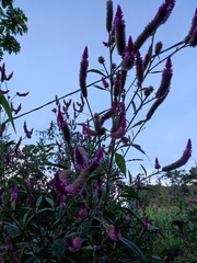 Celosia spicata