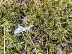 Rhytidiadelphus squarrosus