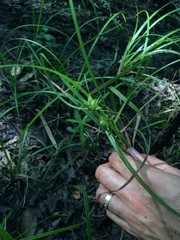 Carex louisianica
