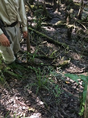 Carex louisianica