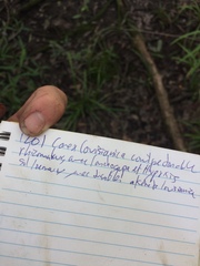 Carex louisianica