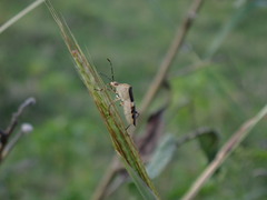 Hypselonotini