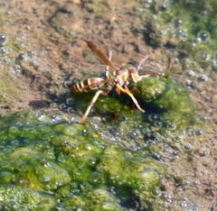Polistes incertus