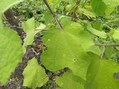 Triumfetta semitriloba