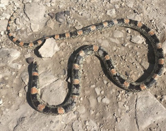 Rhinocheilus lecontei