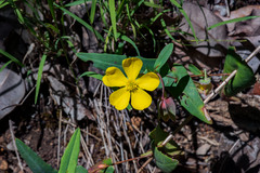 Hibbertia amplexicaulis