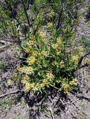 Asclepias mellodora