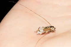 Pseudaethomerus lacordairei