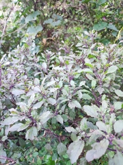 Ocimum tenuiflorum
