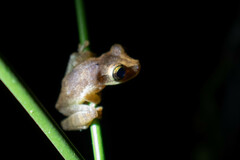 Osteocephalus yasuni