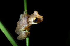 Osteocephalus yasuni