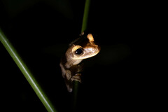 Osteocephalus yasuni