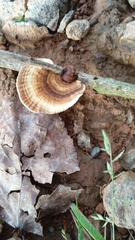 Ganoderma zonatum