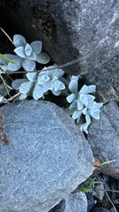 Anaphalis nepalensis