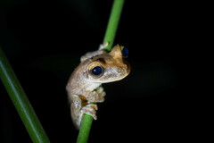 Osteocephalus yasuni