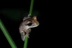 Osteocephalus yasuni