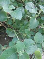 Lippia graveolens
