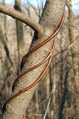 Wisteria frutescens