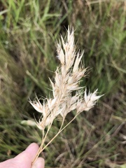 Rytidosperma duttonianum