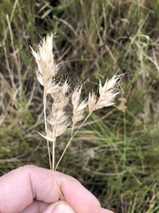 Rytidosperma duttonianum