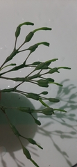 Hatiora salicornoides
