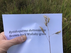 Rytidosperma duttonianum