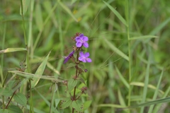 Chaetogastra gracilis
