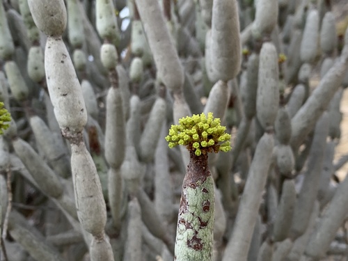 Euphorbia alluaudii subsp. oncoclada image