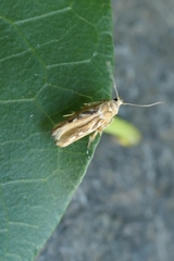 Stathmopoda