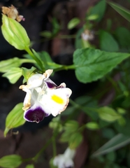 Torenia