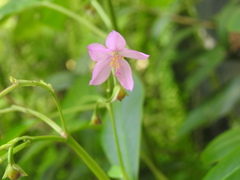 Arthrostemma ciliatum