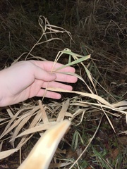 Phalaris arundinacea